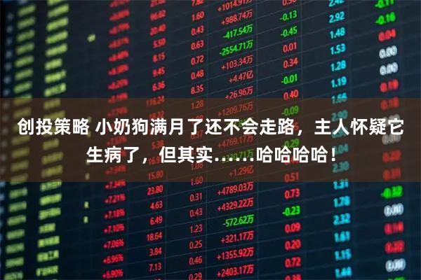 创投策略 小奶狗满月了还不会走路，主人怀疑它生病了，但其实……哈哈哈哈！